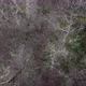 Aerial View From Above of Autumn Forest Gray Trees Bald Trees in Late Autumn - VideoHive Item for Sale