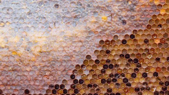 Melliferous Wood Frame with Bee Bread and Sealed Honey As a Natural Background