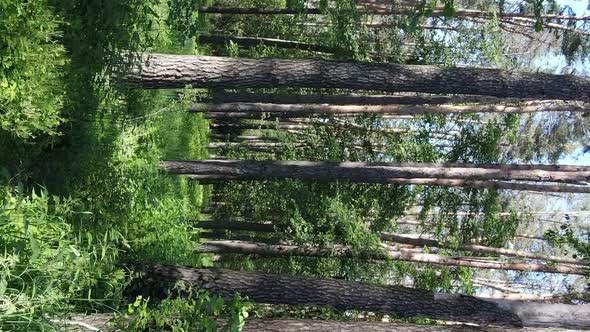 Vertical Video Aerial View Inside a Green Forest with Trees in Summer