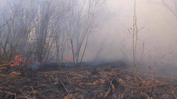 Fire in the Forest. Flame From Burning Dry Grass, Trees and Reeds. Slow Motion