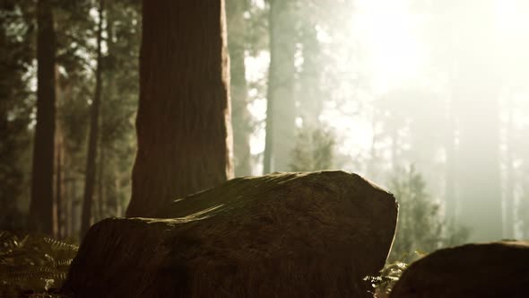 Tall Forest of Sequoias in Yosemite National Park