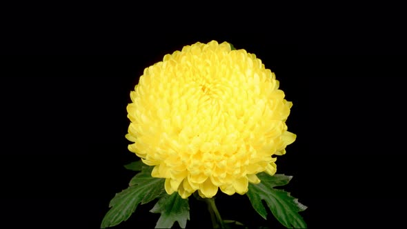 Beautiful Yellow Chrysanthemum Flower Opening