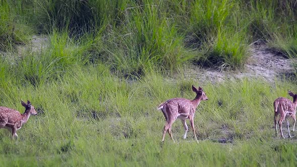 Spotted Deer in Bardia national park, Nepal