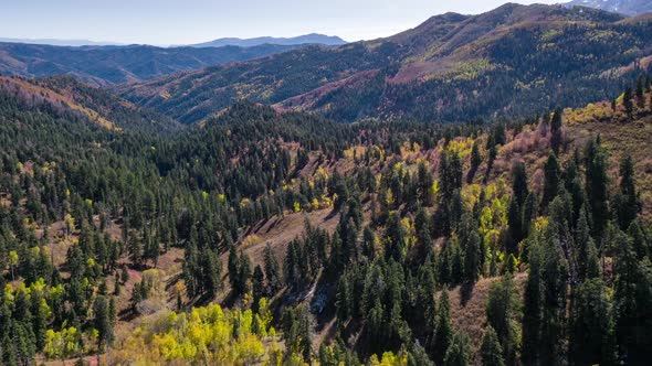 Aerial view of yellow aspens and pine trees in the Fall