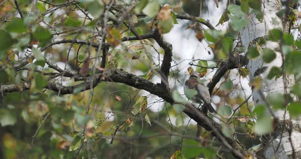 Snowbird or Fieldfare Cleans Its Feathers While Sitting on a Birch Branch