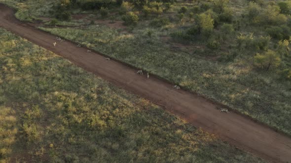 Aerial View of lions resting at sunset, Balule Nature Reserve, South Africa.