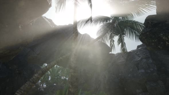 Big Palms in Stone Cave with Rays of Sunlight