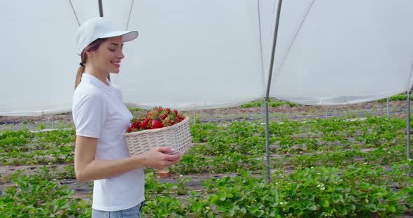 Happy Woman Walking at Greenhouse and Carrying Strawberries