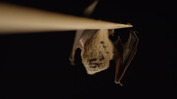 A brown bat isolated on black background