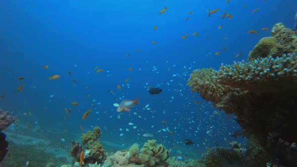 Beautiful Underwater Colorful World