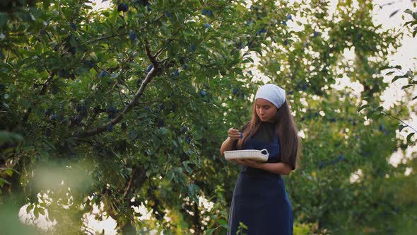 Portrait of Young Woman Picking Fresh Plums From the Tree and Put It Into the Basket