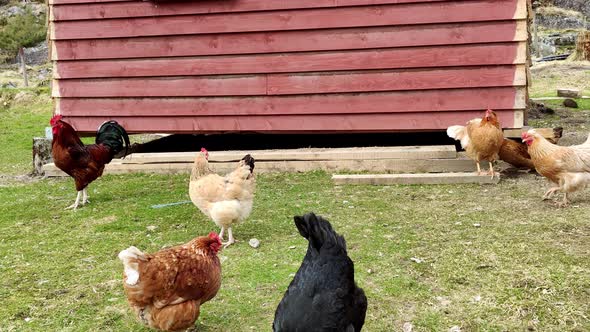 multiple colored chickens and a big hen walking freely around on a farmland. Steady wide shot