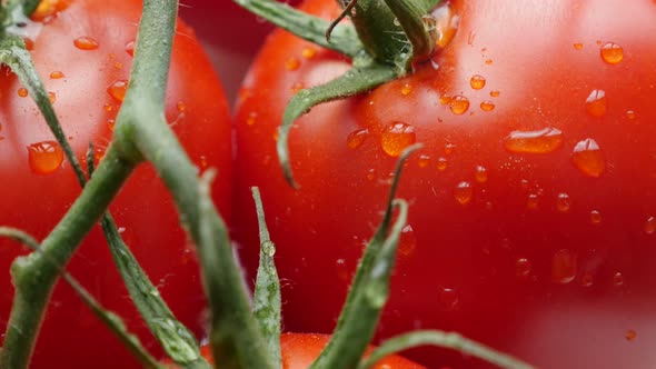 Tasty red organic tomato food background 4K 2160p 30fps tilt UHD footage - Vegetables on vines wet  