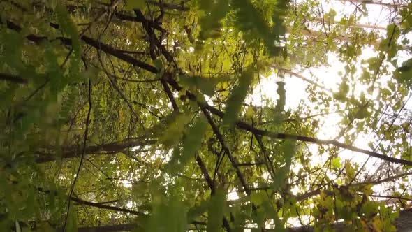 Vertical Video of an Autumn Forest During the Day in Ukraine