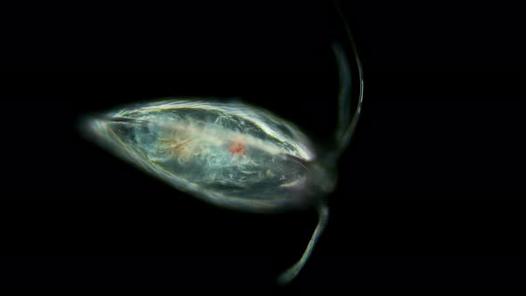 Ostracode Halocyprida Under the Microscope, Phylum: Arthropoda, Subclass: Myodocopa