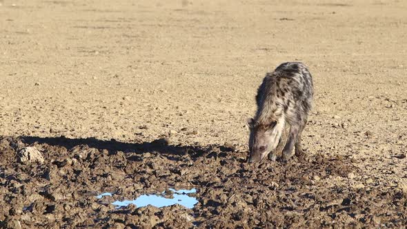 Mangy Spotted Hyena drinking muddy water in the Kalahari Desert