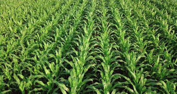 4K Aerial view of cornfield, Corn (Zea mays) is a well-known cereal grown in much of the world. Corn