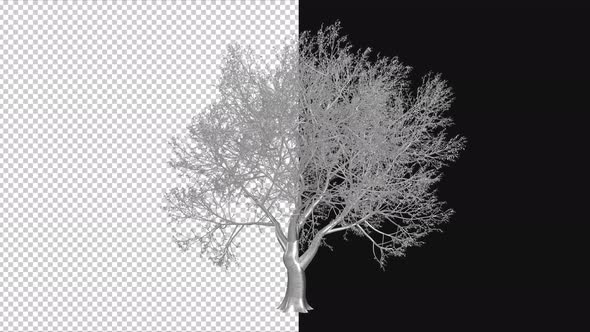 Silver Tree Growth Animation