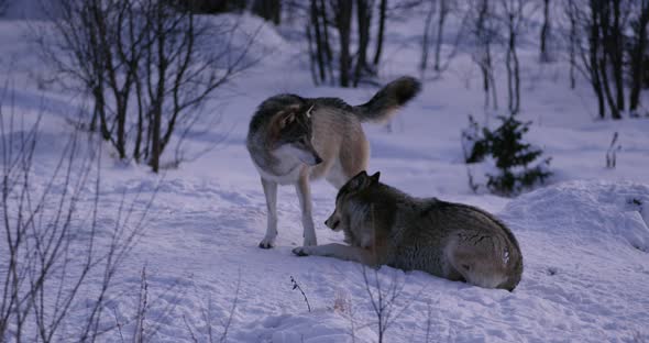 Rivalry in Wolf Pack a Cold Winter Night in the Forest