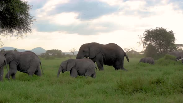 Elephant family