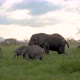 Elephant family - VideoHive Item for Sale