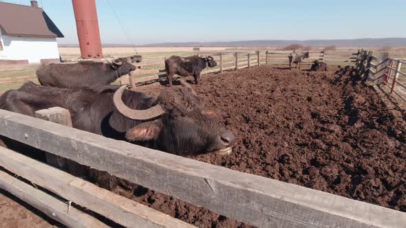 Buffalo Chewing Slow Motion