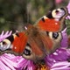 The butterfly Peacock eye ollects nectar from flowers. - VideoHive Item for Sale