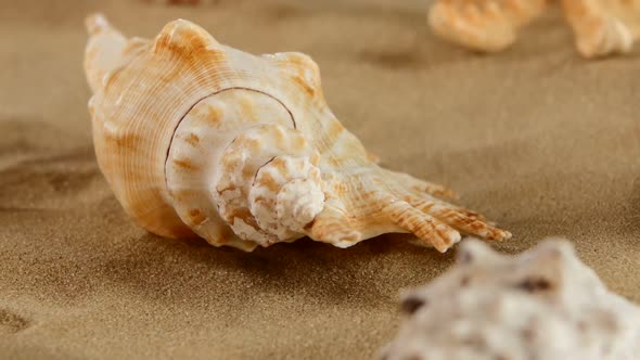 Side of Different Sea Shellsand Starfish on Beach Sand, Black, Rotation, Close Up, Macro