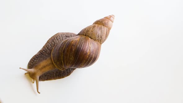 Snail Achatina Fulica Crawls Over a White Background