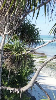 Tanzania  Vertical Video Empty Beach on Zanzibar Island Slow Motion