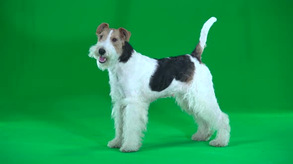 Fox Terrier. Green Screen