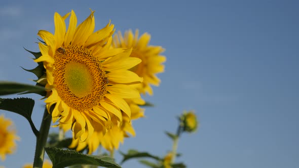 Sunflower Helianthus annuus head with worker bee 4K video