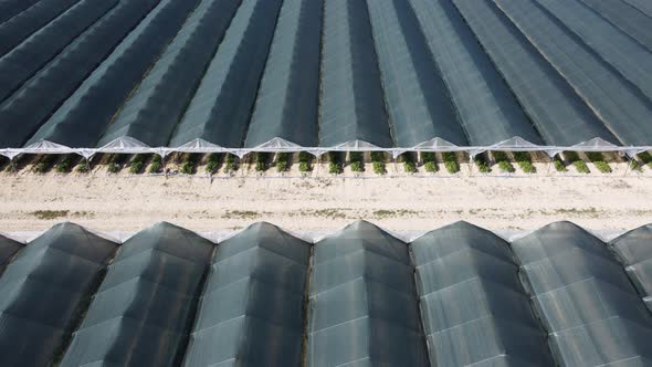 Aerial Drone View of Huge Areas Greenhouse for Growing Strawberries