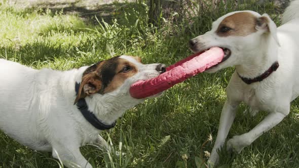 Jack Russells Fight Over Toy on the Grass in the Park