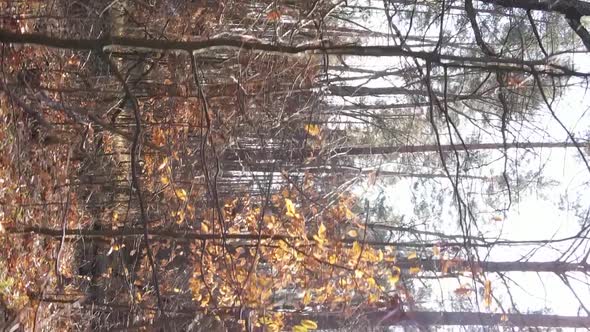 Vertical Video of a Forest Landscape on an Autumn Day in Ukraine