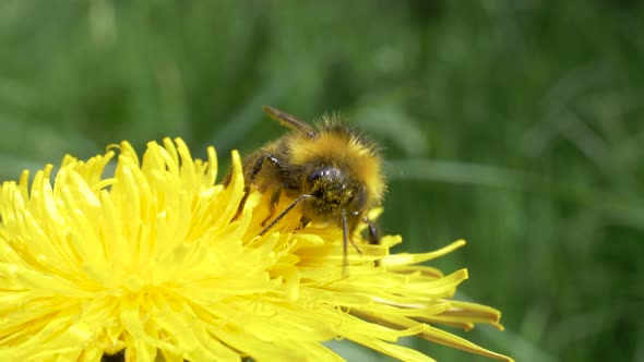 Common Carder Bee (Bombus Pascuorum) Pollinating The Yellow Dandelion Flower. - close up