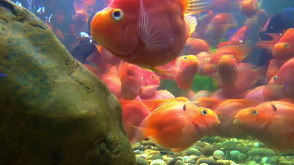 Goldfish In The Aquarium