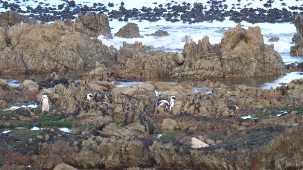 A waddle of Penguins walking on the rocks 