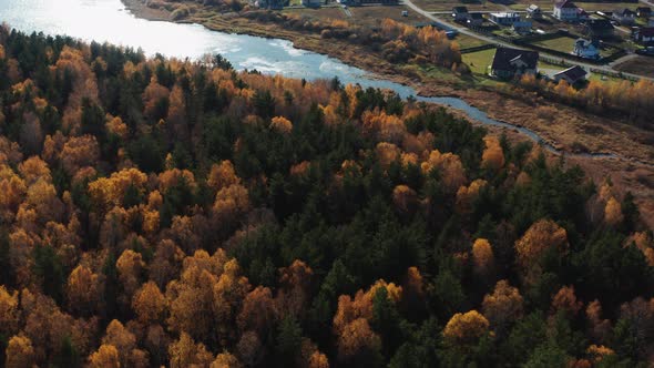 Aerial View of the Autumn Forest