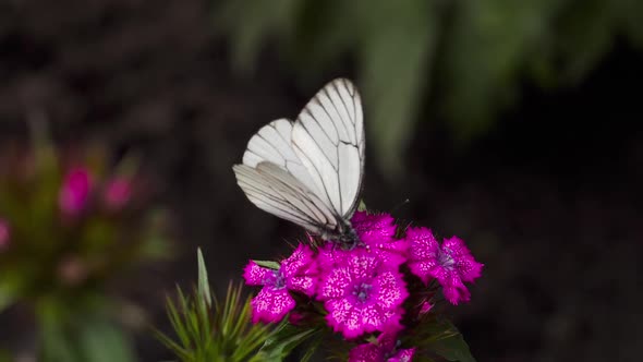 Black Veined White Butterfly