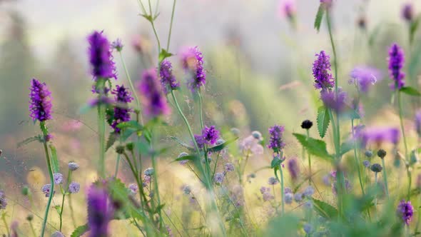 Summer Flowers and Herbs in the Meadow