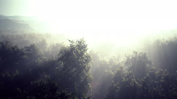 Fog in a Forest at Aerial View