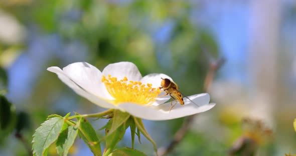 Hoverflies, Flower Flies or Syrphid Flies, Insect Family Syrphidae