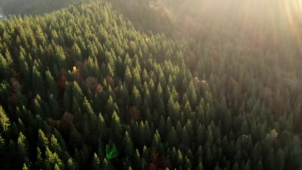 Majestic Aerial View of Green Woods with Coniferous Trees Lit By Morning Sunlight. Beautiful Morning