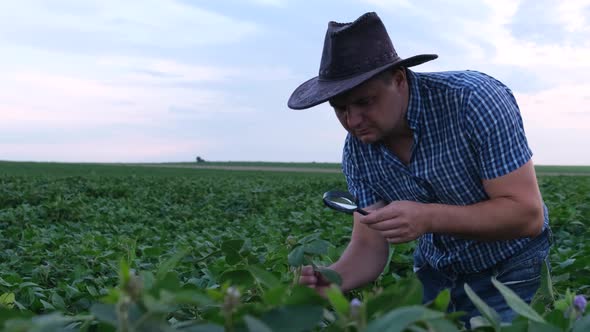 A Young Agronomist or Farmer Studies the Growth of Soybeans