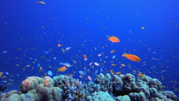 Tropical Coral Garden Underwater Life