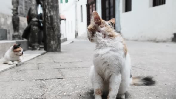 Stray Shabby Tricolor Cat in Africa on Street of Dirty Stone Town Zanzibar