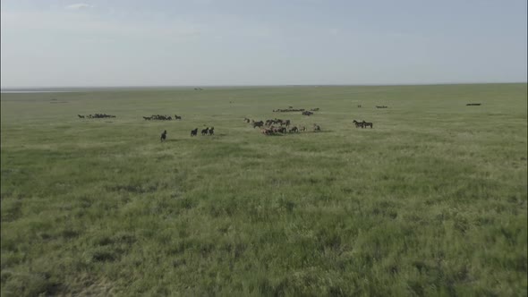 Wild Horses Running Wild Mustangs Run on the Beautiful Green Grass