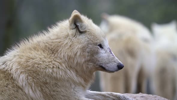 Arctic wolf (Canis lupus arctos), also known as the white wolf or polar wolf