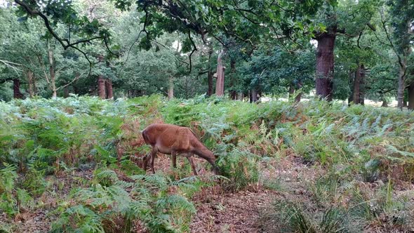 A female deer is seen very close in an area surrounded by trees. Is eating acorn which are scattered